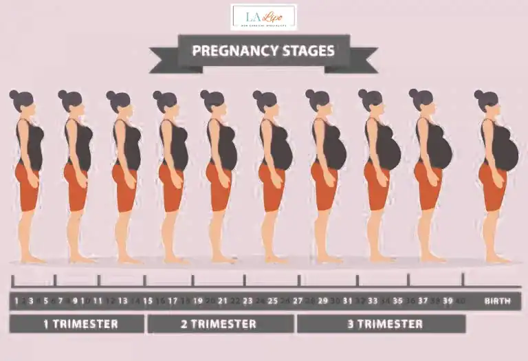 First Trimester (Weeks 1–12): Early Changes You Might Not Notice Crewe